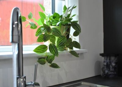 Plant on window ledge.