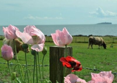 Pink poppies next to a fence post. A cow grazes in a field beyond. And beyond that is the sea and the Isle of May on the horizon.
