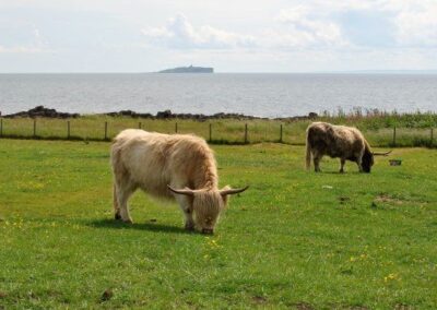 Two highland cows grazing in a field. The Isle of May sits on the horizon.