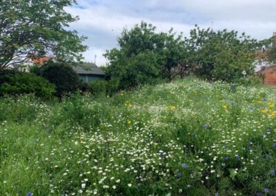 Wild flower area of the garden buzzing with wildlife and vibrant colours in summer