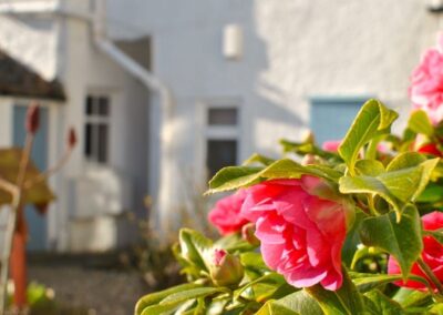 Close up of rose with blurred image of property behind.