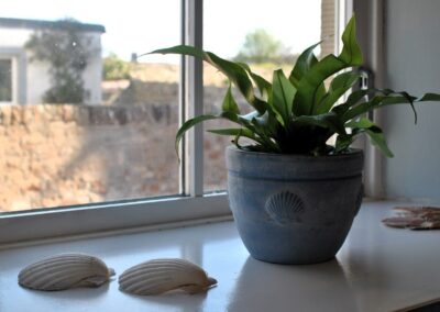 Close-up of shells on windowsil with plant.