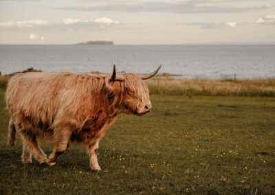 Highland cow in a field with the Isle of May in the distance